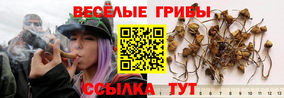 Куйбышев  Галлюциногенные грибы GOLDEN TEACHER  Вход с VPN 
